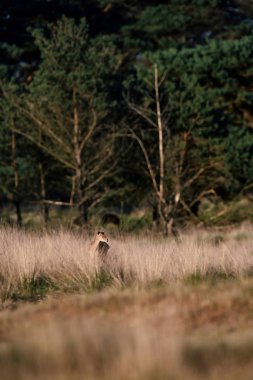 Uzun otların kunduzdan oluşur ewe 