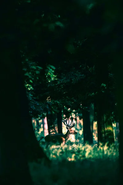 在森林里的红鹿站 — 图库照片