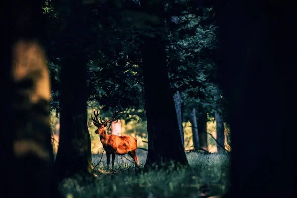 Veado vermelho em pé na floresta — Fotografia de Stock