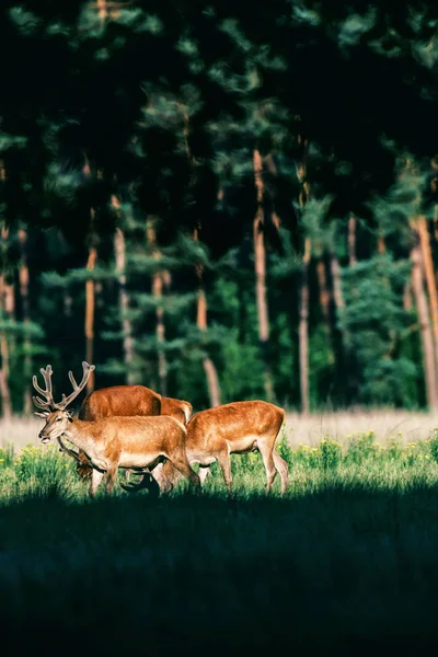 Grupa red Deer z poroża — Zdjęcie stockowe