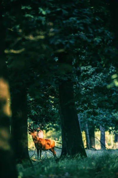 Kızıl geyik ayakta ormandaki — Stok fotoğraf