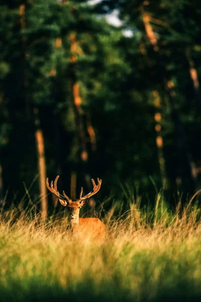 Red deer jelena s parohy — Stock fotografie