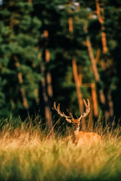 Ciervo rojo ciervo con astas — Foto de Stock