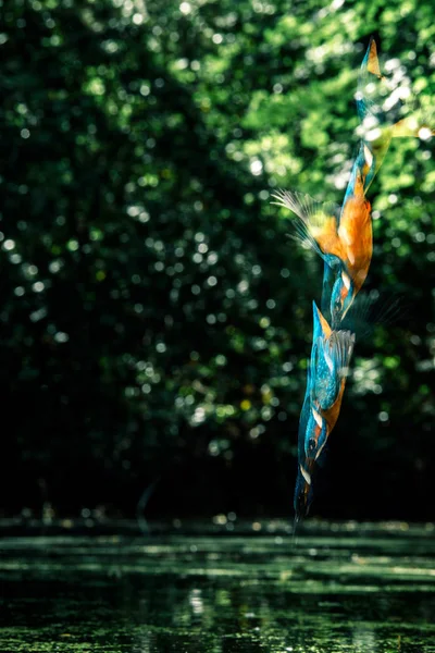 Common kingfisher diving into river — Stock Photo, Image