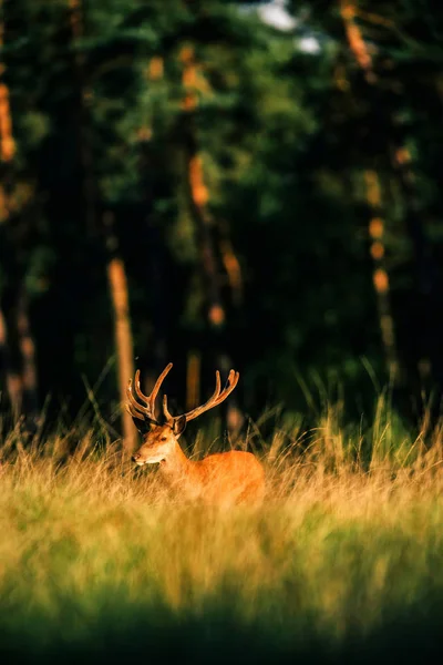 Edelhert hert met gewei — Stockfoto