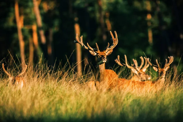 Cerf rouge cerf avec herbe dans la bouche — Photo