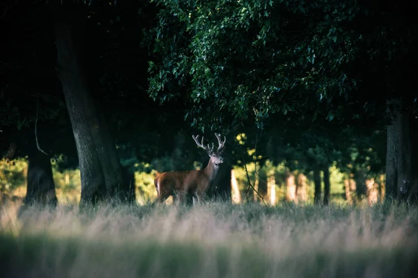 Cerf rouge cerf avec bois — Photo