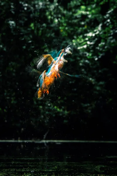 Pescador-rei comum com peixes no bico — Fotografia de Stock