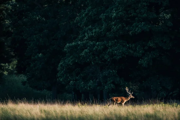 Veado vermelho solitário com chifres — Fotografia de Stock