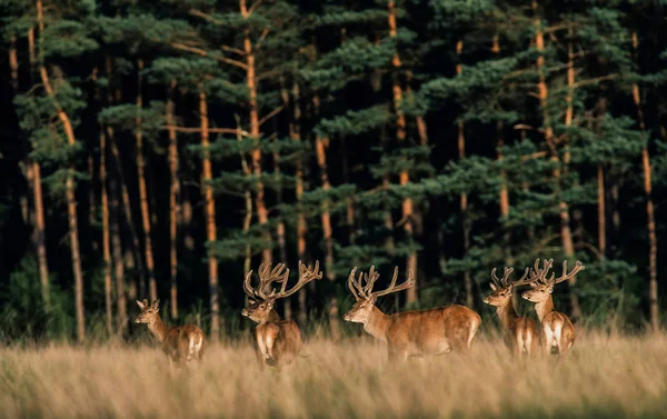 Troupeau de cerfs debout dans l'herbe — Photo