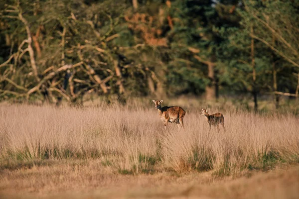 Truie mouflon avec veau — Photo