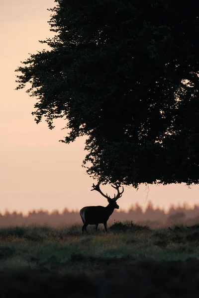 Ciervo rojo ciervo bajo el árbol —  Fotos de Stock