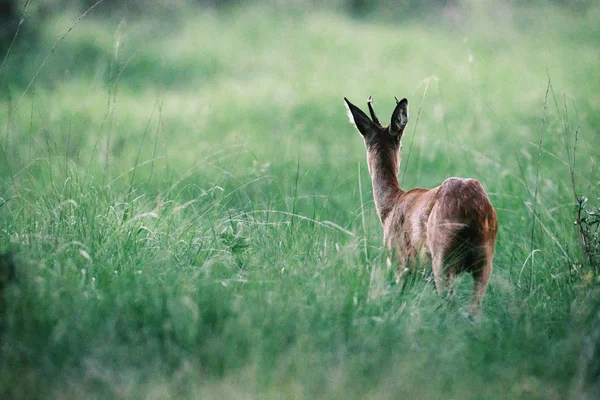在高高的草丛中的獐巴克 — 图库照片