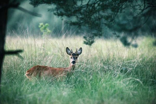 Roe veado fanfarrão na grama alta — Fotografia de Stock