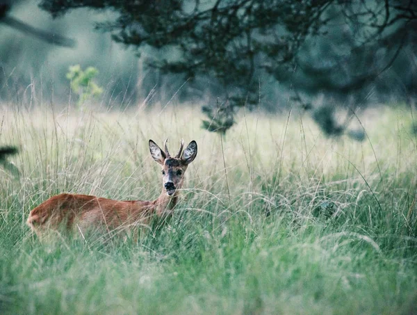 Chevreuil bouc dans l'herbe haute — Photo