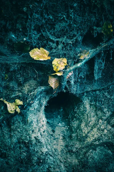 Otvoru hnízdo Ledňáček říční — Stock fotografie
