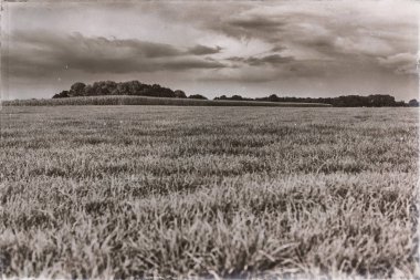 Mısır tarlası ile kırsal manzara 