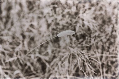 buğday alan çiğ damlaları ile kaplı