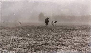 İnekler çayırda sis üzerinde
