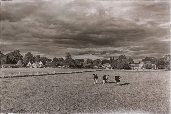 Коровы на ферме бегут к камере — стоковое фото