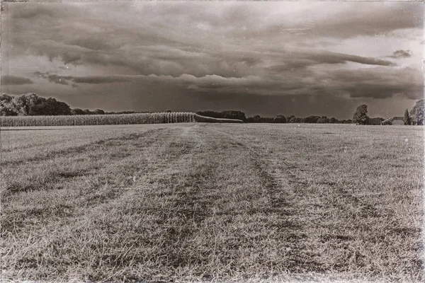 Грязная дорога на кукурузном поле — стоковое фото