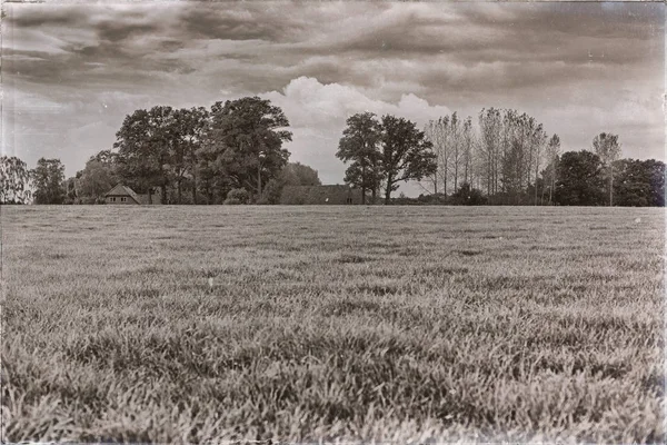 Сельский пейзаж с полем — стоковое фото