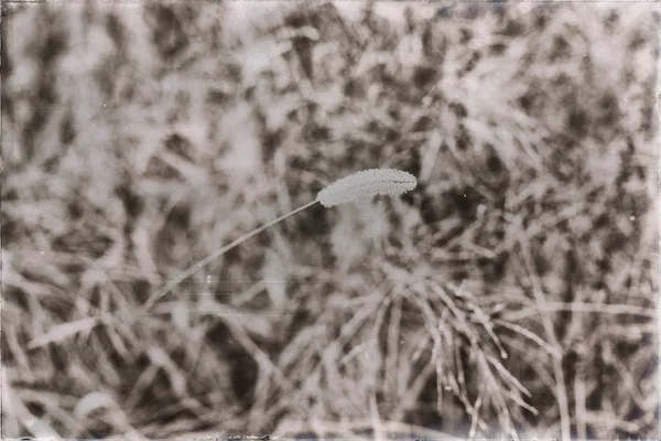 buğday alan çiğ damlaları ile kaplı