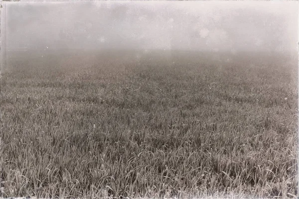 Field of grass in dense mist — Stock Photo, Image