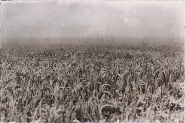 Field of grass in dense mist — Stock Photo, Image