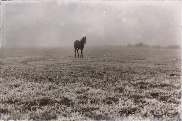 Lonely black horse on misty meadow — Stock Photo, Image