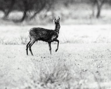 Alan üzerinde geyik duran