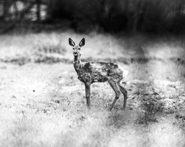  çayır üzerinde uyarı geyik duran