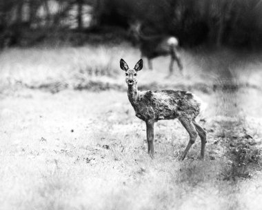  çayır üzerinde uyarı geyik duran