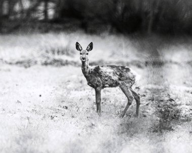  çayır üzerinde uyarı geyik duran
