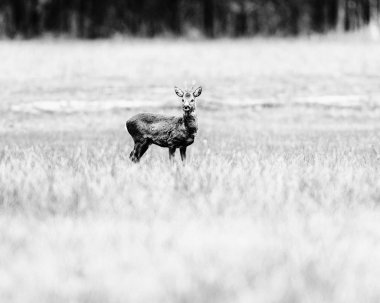 Uyarı Karaca sahasında buck
