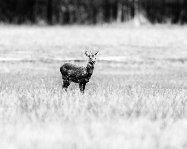 Karaca ayakta sahasında buck.