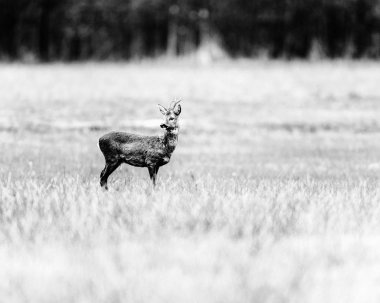 Karaca ayakta sahasında buck.
