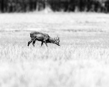  Karaca ayakta çayır üzerinde buck.