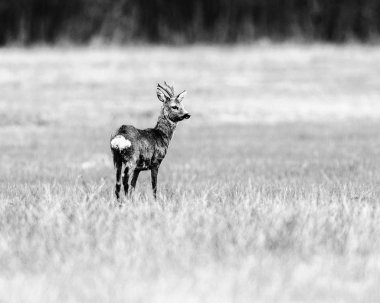 Karaca ayakta çayır üzerinde buck.