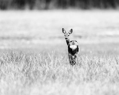 Uyarı Karaca doe sahada