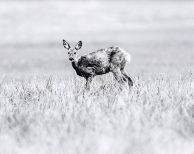 geyik deri ayakta çayır üzerinde sırasında