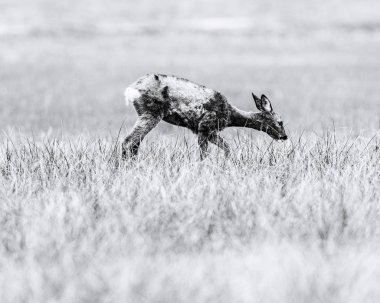 Deri alan üzerinde otlatma sırasında geyik