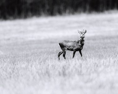 Roebuck çayır üzerinde yürüme 