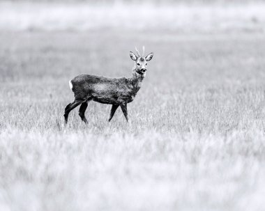 alan üzerinde Roebuck duran