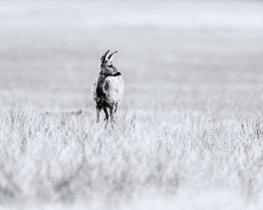 Karaca deri ayakta sahada sırasında 