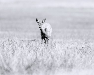 Karaca deri ayakta sahada sırasında 