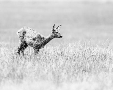 Alan üzerinde Karaca doe duran