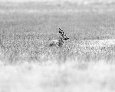 Ruminating roebuck çayır üzerinde yalan