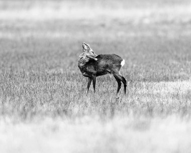 alan üzerinde Roebuck duran yıkama