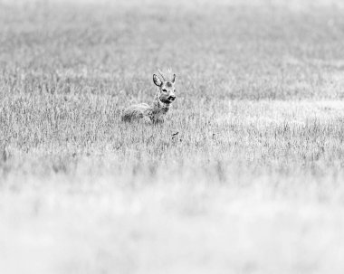 Ruminating roebuck çayır üzerinde yalan